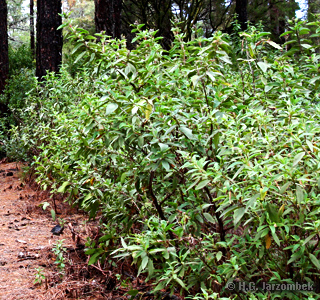 Gagelstrauch-(Myrica-faya)